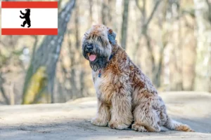 Lire la suite à propos de l’article Irish Soft Coated Wheaten Terrier éleveurs et chiots à Berlin