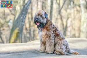 Lire la suite à propos de l’article Eleveurs de Terriers irlandais à poil doux et chiots en Bourgogne-Franche-Comté