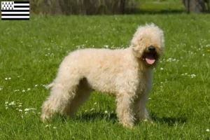 Lire la suite à propos de l’article Eleveurs d’Irish Soft Coated Wheaten Terrier et chiots en Bretagne