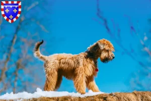 Lire la suite à propos de l’article Irish Soft Coated Wheaten Terrier éleveurs et chiots en Centre-Val de Loire