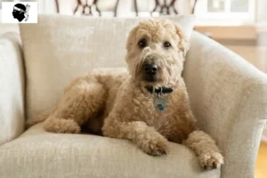 Lire la suite à propos de l’article Eleveurs d’Irish Soft Coated Wheaten Terrier et chiots en Corse