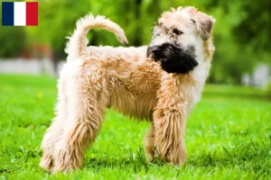 Lire la suite à propos de l’article Irish Soft Coated Wheaten Terrier éleveurs et chiots en France