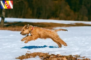 Lire la suite à propos de l’article Irish Soft Coated Wheaten Terrier Éleveurs et chiots en Grand Est