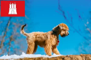 Lire la suite à propos de l’article Irish Soft Coated Wheaten Terrier éleveurs et chiots à Hambourg