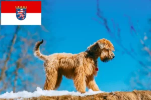 Lire la suite à propos de l’article Irish Soft Coated Wheaten Terrier éleveurs et chiots en Hesse