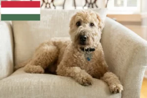 Lire la suite à propos de l’article Irish Soft Coated Wheaten Terrier Éleveurs et chiots en Hongrie