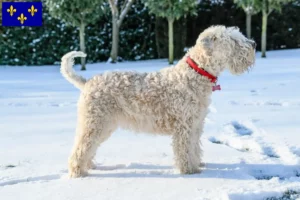 Lire la suite à propos de l’article Eleveurs de Terriers irlandais à poil doux et chiots en Île-de-France