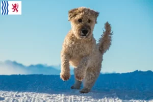 Lire la suite à propos de l’article Eleveurs de Terriers irlandais à poil doux et chiots en Nouvelle-Aquitaine