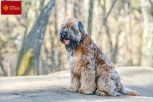 Lire la suite à propos de l’article Eleveurs d’Irish Soft Coated Wheaten Terrier et chiots en Occitanie