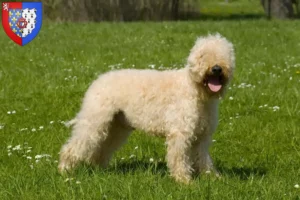 Lire la suite à propos de l’article Irish Soft Coated Wheaten Terrier Éleveurs et chiots en Pays de la Loire