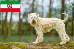 Lire la suite à propos de l’article Irish Soft Coated Wheaten Terrier éleveurs et chiots en Rhénanie du Nord-Westphalie