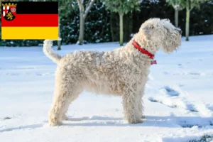 Lire la suite à propos de l’article Irish Soft Coated Wheaten Terrier éleveurs et chiots en Rhénanie-Palatinat