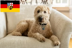 Lire la suite à propos de l’article Irish Soft Coated Wheaten Terrier éleveurs et chiots en Sarre