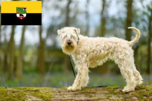 Lire la suite à propos de l’article Irish Soft Coated Wheaten Terrier éleveurs et chiots en Saxe-Anhalt