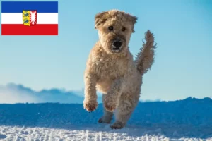 Lire la suite à propos de l’article Irish Soft Coated Wheaten Terrier Éleveurs et chiots dans le Schleswig-Holstein