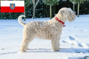 Lire la suite à propos de l’article Irish Soft Coated Wheaten Terrier éleveurs et chiots en Thuringe