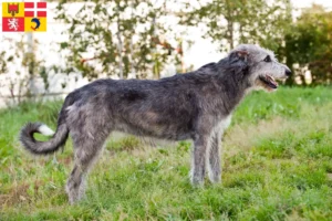 Lire la suite à propos de l’article Éleveurs d’Irish Wolfhounds et chiots en Auvergne-Rhône-Alpes