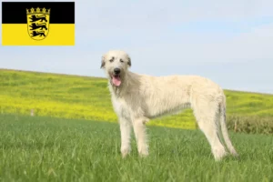 Lire la suite à propos de l’article Éleveurs d’Irish Wolfhounds et chiots en Baden-Württemberg