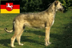 Lire la suite à propos de l’article Éleveurs d’Irish Wolfhounds et chiots en Basse-Saxe