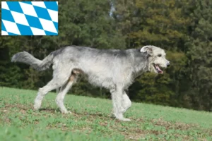 Lire la suite à propos de l’article Éleveurs d’Irish Wolfhounds et chiots en Bavière