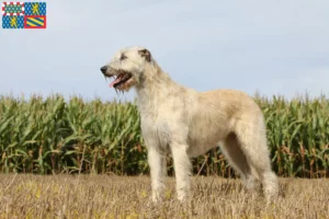 Lire la suite à propos de l’article Éleveurs d’Irish Wolfhounds et chiots en Bourgogne-Franche-Comté