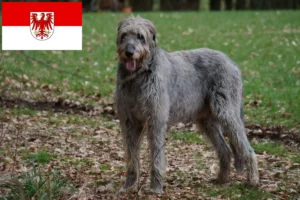 Lire la suite à propos de l’article Éleveurs d’Irish Wolfhounds et chiots dans le Brandebourg