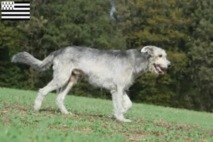 Lire la suite à propos de l’article Éleveurs d’Irish Wolfhounds et chiots en Bretagne
