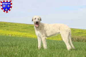 Lire la suite à propos de l’article Éleveurs d’Irish Wolfhounds et chiots en Centre-Val de Loire