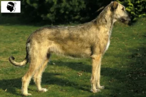 Lire la suite à propos de l’article Éleveurs d’Irish Wolfhounds et chiots en Corse