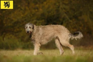 Lire la suite à propos de l’article Éleveurs d’Irish Wolfhounds et chiots en Flandre