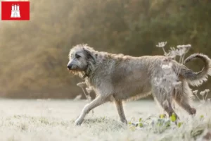 Lire la suite à propos de l’article Éleveurs d’Irish Wolfhounds et chiots à Hambourg