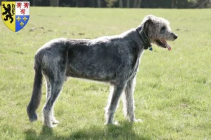 Lire la suite à propos de l’article Éleveurs d’Irish Wolfhounds et chiots en Hauts-de-France