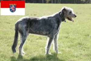 Lire la suite à propos de l’article Éleveurs d’Irish Wolfhounds et chiots en Hesse