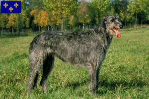 Lire la suite à propos de l’article Éleveurs d’Irish Wolfhounds et chiots en Île-de-France