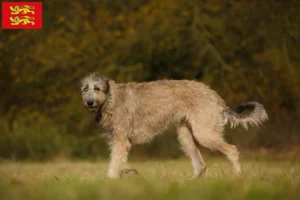 Lire la suite à propos de l’article Éleveurs d’Irish Wolfhounds et chiots en Normandie