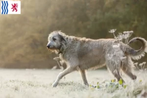 Lire la suite à propos de l’article Éleveurs d’Irish Wolfhounds et chiots en Nouvelle-Aquitaine