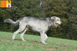 Lire la suite à propos de l’article Éleveurs d’Irish Wolfhounds et chiots en Provence-Alpes-Côte d’Azur