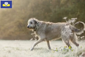 Lire la suite à propos de l’article Éleveurs d’Irish Wolfhounds et chiots en Région de Bruxelles-Capitale