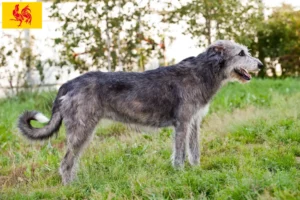 Lire la suite à propos de l’article Éleveurs d’Irish Wolfhounds et chiots en Région wallonne