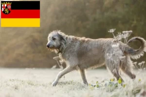 Lire la suite à propos de l’article Irish Wolfhound éleveurs et chiots en Rhénanie-Palatinat