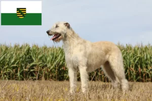 Lire la suite à propos de l’article Irish Wolfhound éleveurs et chiots en Saxe