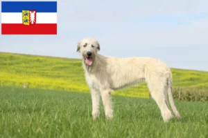 Lire la suite à propos de l’article Éleveurs d’Irish Wolfhounds et chiots dans le Schleswig-Holstein