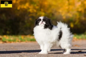 Lire la suite à propos de l’article Japan Chin Éleveurs et chiots en Baden-Württemberg