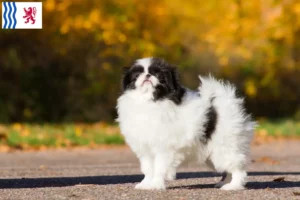 Lire la suite à propos de l’article Japan Chin éleveurs et chiots en Nouvelle-Aquitaine