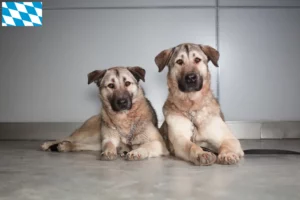 Lire la suite à propos de l’article Éleveurs de Kangal et chiots en Bavière