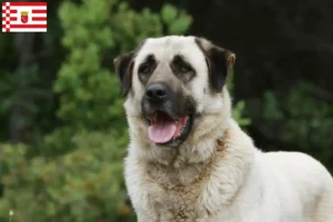 Lire la suite à propos de l’article Éleveurs de Kangal et chiots à Brême