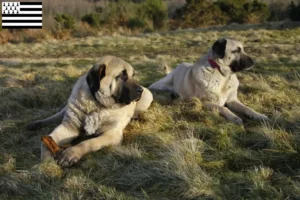 Lire la suite à propos de l’article Éleveurs de Kangal et chiots en Bretagne