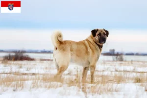 Lire la suite à propos de l’article Éleveurs de Kangal et chiots en Hesse