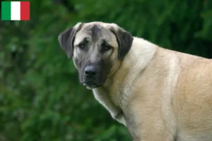 Lire la suite à propos de l’article Éleveurs de Kangal et chiots en Italie