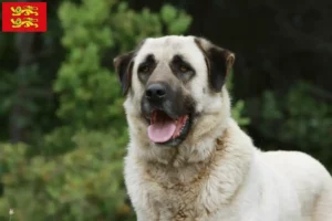 Lire la suite à propos de l’article Éleveurs de Kangal et chiots en Normandie